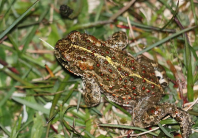 IMG_7348-2b Rugstreeppad (Epidalea calamita).jpg