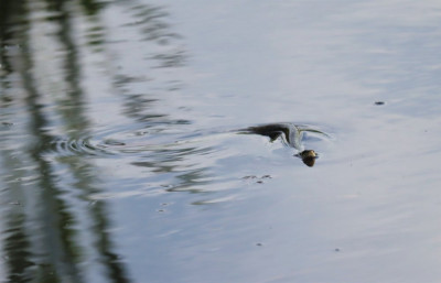 IMG_6635-2b Oostelijke Ringslang (Natrix natrix).jpg