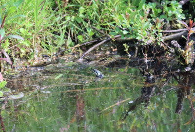 IMG_6640-2 Oostelijke Ringslang (Natrix natrix).jpg