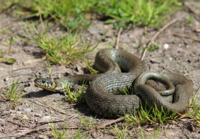 IMG_7148-2 Oostelijke ringslang (Natrix natrix).jpg