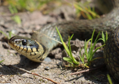 IMG_7155-2 Oostelijke ringslang (Natrix natrix).jpg