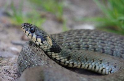 IMG_7189-2 Oostelijke ringslang (Natrix natrix).jpg