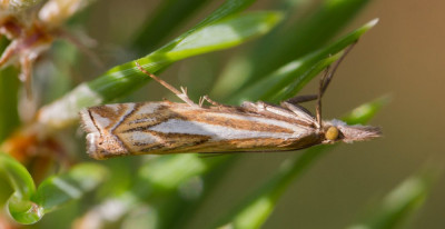 ADH_9030  Streepjesgrasmot  Mothing.jpg