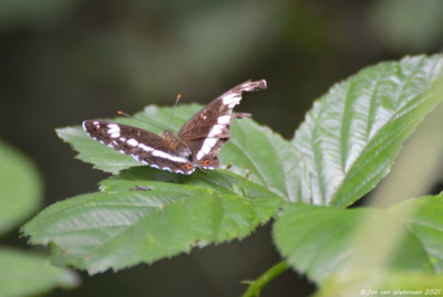 Kleine ijsvogelvlinder - Limenitis camilla - Nederland