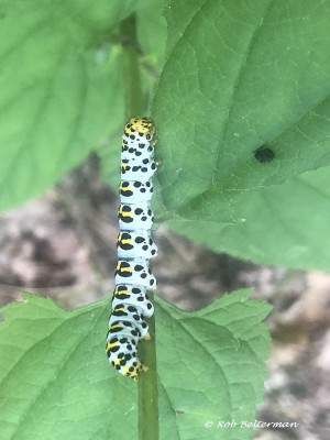 Rups_2750.jpg