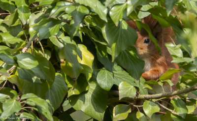 Rode eekhoorn(Red squirrel)  Onderste Caumer Heerlen.   1 april 2021