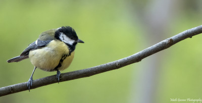 Koolmees(Great Tit)  Onderste Caumer Heerlen.   14 april 2021