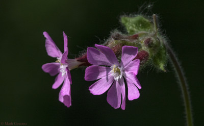 Dagkoekkoeksbloem   Onderste Caumer Heerlen  mei 2020