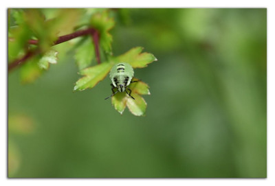 Groene schildwants 230706-03 kopie.jpg