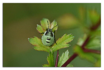 Groene schildwants 230706-04 kopie.jpg