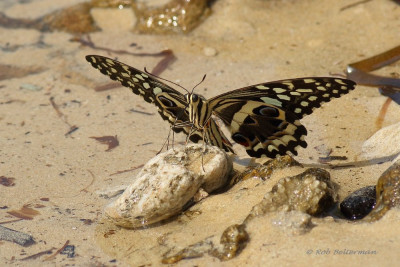PapilioDemodocus-4617.JPG