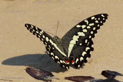 PapilioDemodocus-4624.JPG