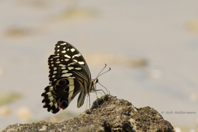 PapilioDemodocus-4626.JPG