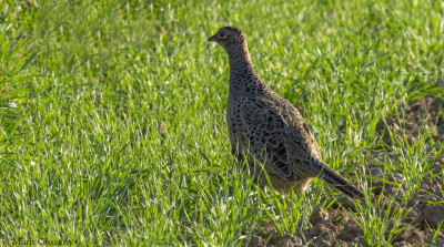 Fazant♀    Hoogveld/Heerlerbaan   april 2020