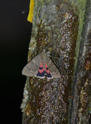 IMG_0551-2 Rood weeskind (Catocala nupta).jpg