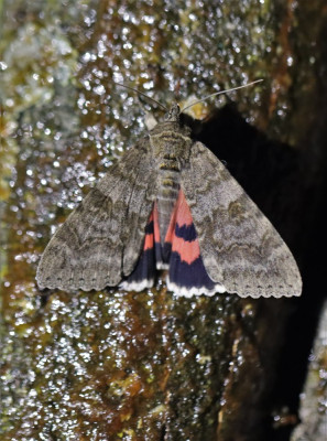 IMG_0566-2 Rood weeskind (Catocala nupta).jpg