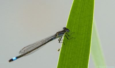 Lantaarntje♂      Overstehof/Landgraaf    april 2020