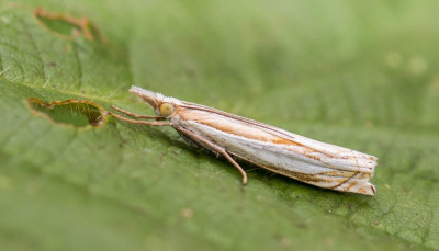 ADH_1530  Zilverstreepgrasmot  Mothing.jpg