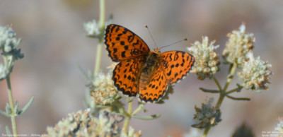 Toortsparelmoervlinder - Melitaea trivia - Llimiana - Spanje