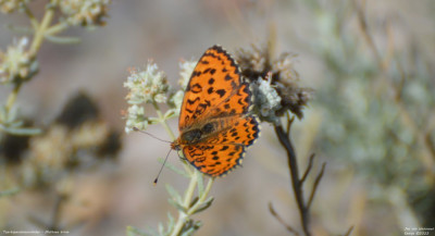 Toortsparelmoervlinder - Melitaea trivia - Llimiana - Spanje