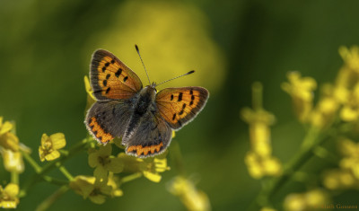 Kleine vuurvlinder    Heerlerbaan   mei 2020