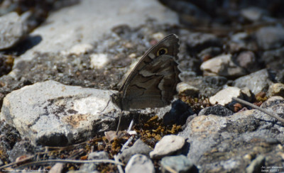 Gestreepte heivlinder - Hipparchia fidia - Llimiana - Spanje