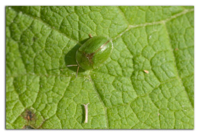 Groene distelschildpadtor 230602-01 kopie.jpg