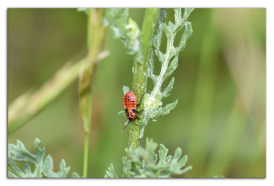 Prachtridderwants 230706-01 kopie.jpg