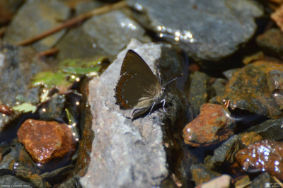 Essenpage - Laeosopis roboris - Alins - Spanje