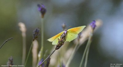 Cleopatra - Gonepteryx cleopatra - Vilanova de Meià - Spanje