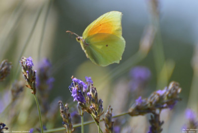 Cleopatra - Gonepteryx cleopatra - Vilanova de Meià - Spanje