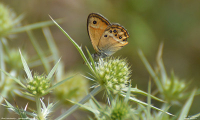 Bleek hooibeestje - Coenonympha dorus -   Vilanova de Meià - Spanje