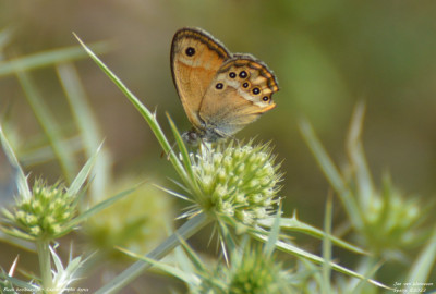 Bleek hooibeestje - Coenonympha dorus -   Vilanova de Meià - Spanje