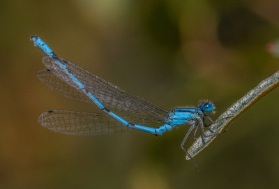 IMGL5069 Libellen en juffers, Odonata  NVL Libellenstudie.jpg