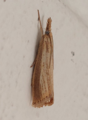 20230713_080334-2 Blauwooggrasmot (Agriphila straminella).jpg