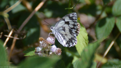 Spaans dambordje - Melanargia lachesis - Lladorre - Spanje