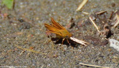 Dwergdikkopje - Thymelicus acteon - La Torre de Cabdella - Spanje