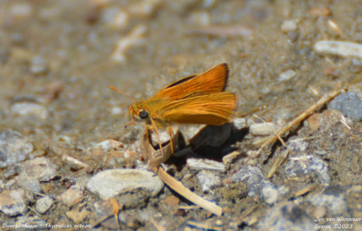 Dwergdikkopje - Thymelicus acteon - La Torre de Cabdella - Spanje