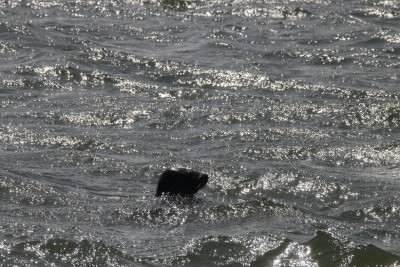 143413240_1 Grijze zeehond.jpg