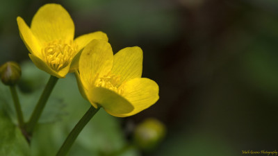 Dotterboem   Onderste Caumer Heerlen  16 april 2021