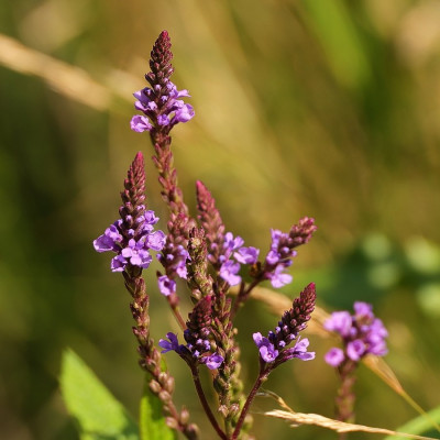 BlauweVerbena-007422.JPG