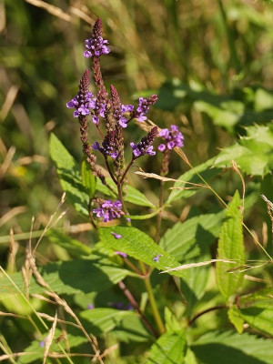 BlauweVerbena-007424.JPG