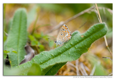 Bruin blauwtje 230816-01 kopie.jpg