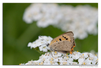 Kleine vuurvlinder 230812-04 kopie.jpg