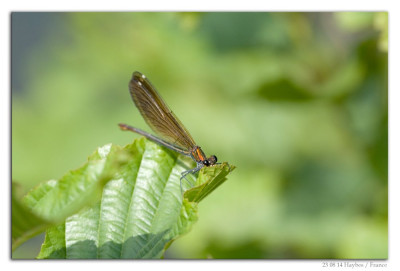 Bosbeekjuffer 230814-08 kopie.jpg