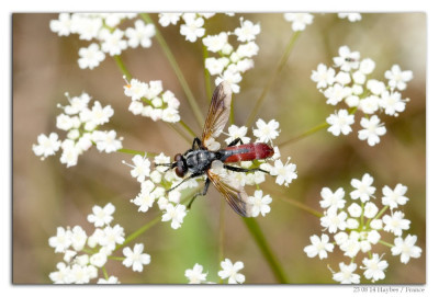 Cylindromyia bicolor 230814-03 kopie.jpg