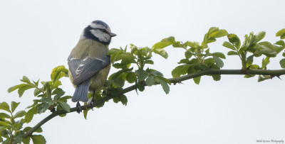 Pimpelmees(Eurasian Blue Tit)  Onderste Caumer Heerlen.  18 april 2021