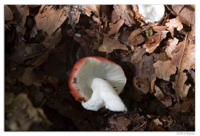 Braakrussula-Grootsporige-Kleinsporige braakrussula 230811-04 kopie.jpg