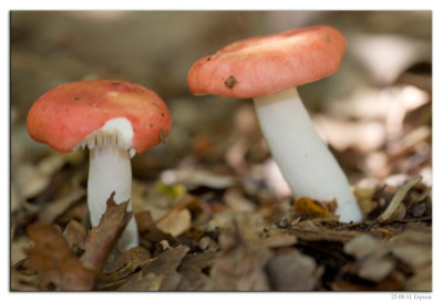 Braakrussula-Grootsporige-Kleinsporige braakrussula 230811-02 kopie.jpg