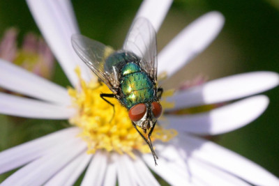 Lucilia sericata ♂